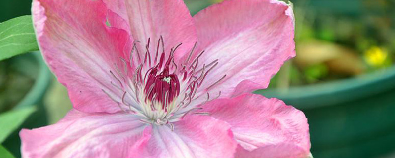 铁线莲冬天会冻死吗(铁线莲过冬)