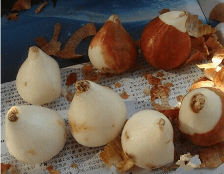 郁金香的养殖方法和注意事项 盆栽