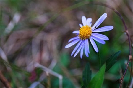 狗娃花的作用与功效