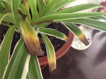 绿萝出现黄叶烂根怎么办