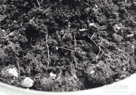 郁金香的养殖方法和注意事项 盆栽