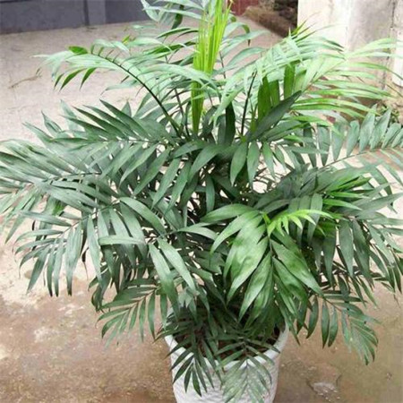 袖珍椰子施肥时间