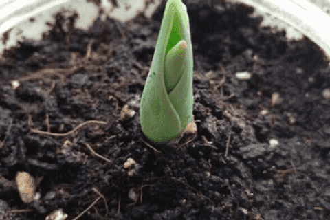 郁金香的养殖方法和注意事项 盆栽