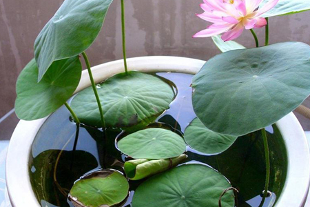 如何养荷花?