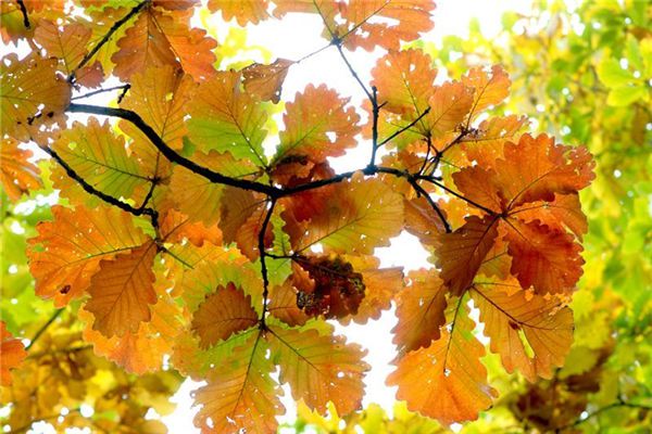 柞树的作用与价值(柞树学名)