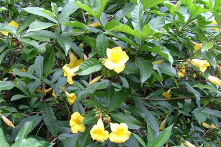 黄蝉的作用(黄蝉是什么科的植物)