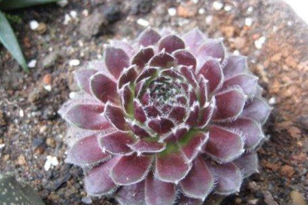 四月的谎言剧情