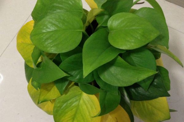 绿萝黄叶多肉烂根栀子掉苞...1招搞定！(绿萝出现黄叶烂根怎么办)