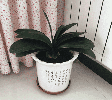 绿萝出现黄叶烂根怎么办