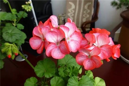 单瓣花和重瓣花的区别