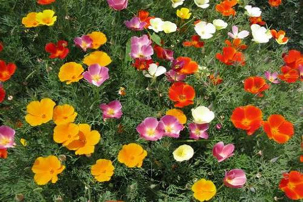 花菱草和虞美人的区别(花菱草和虞美人的区别图片)