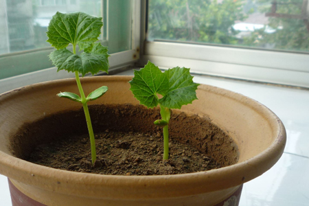 苦瓜种植技术与管理方法