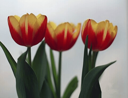 郁金香的养殖方法和注意事项 盆栽