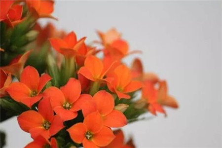 单瓣花和重瓣花的区别