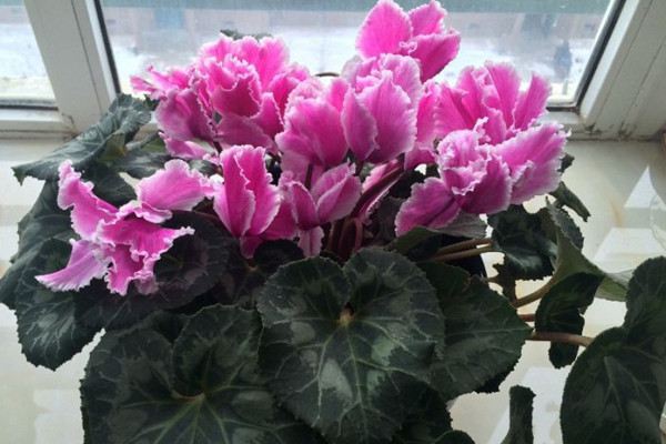 仙客来休眠期用浇水吗(仙客来休眠期怎么办)