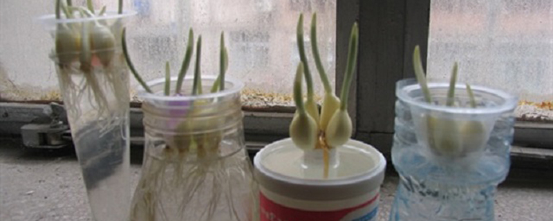 水养大蒜要每天换水吗(水养大蒜怎么养需要天天换水吗)