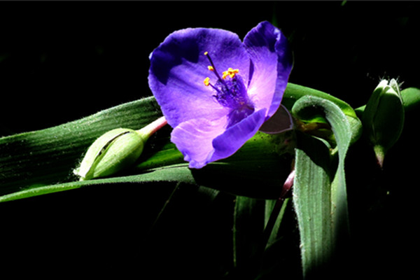 紫露草怎么移栽(紫露草什么时候移植)