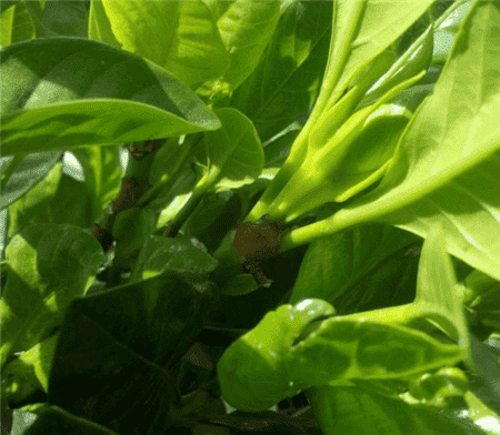 绿萝出现黄叶烂根怎么办