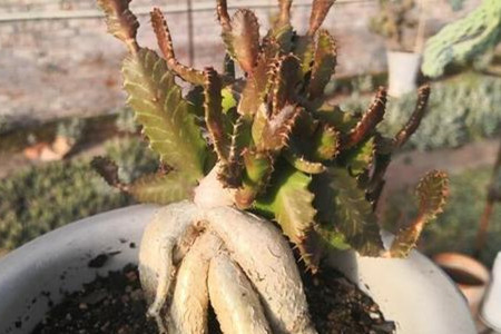 飞龙换盆时间表