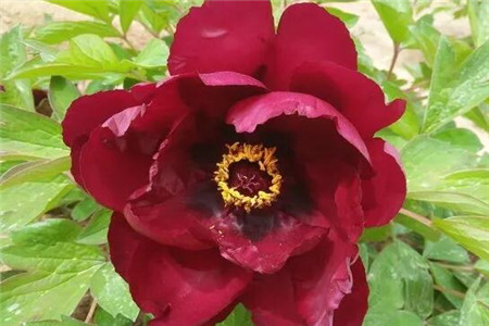 单瓣花和重瓣花的区别