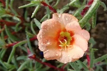 单瓣花和重瓣花的区别