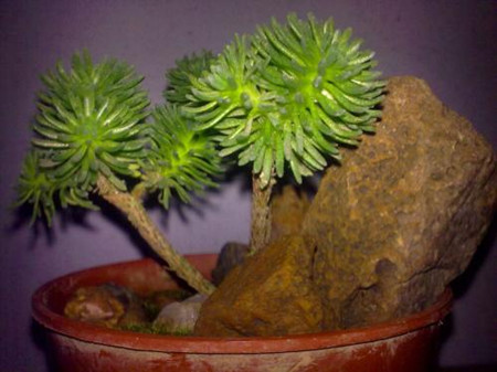 球松可以养多少年