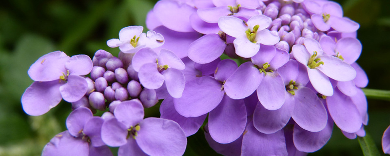 香雪球的养殖方法和注意事项(香雪球苗图片)