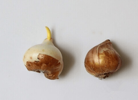 郁金香的养殖方法和注意事项 盆栽