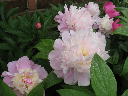 牡丹芍药什么时候开花