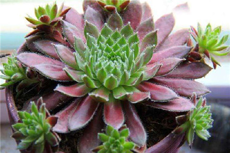 四月的谎言剧情