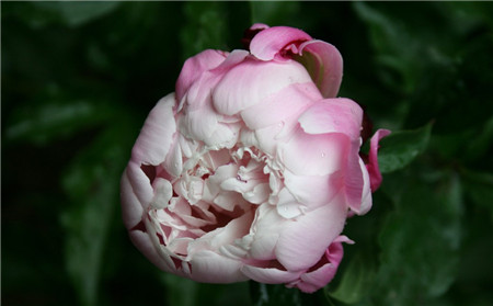 牡丹芍药什么时候开花