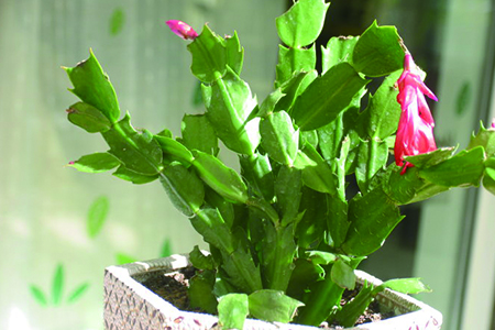 蟹爪兰可以放卧室么