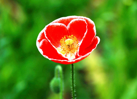 花菱草和虞美人的区别图片