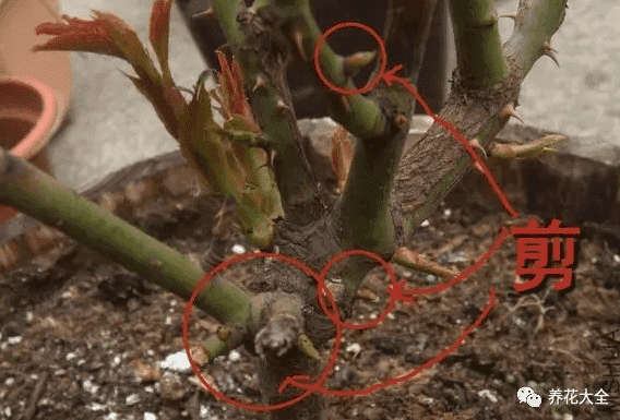 绿萝出现黄叶烂根怎么办