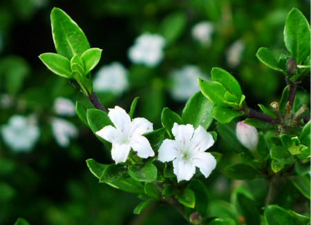 夏季开花的植物有哪些木本