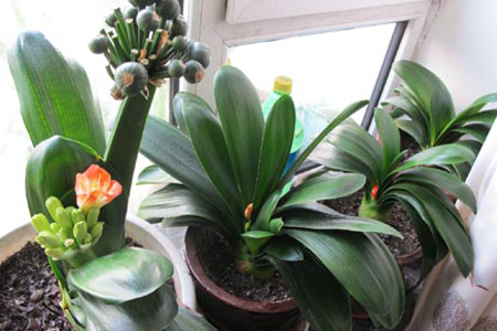 君子兰矫正视频