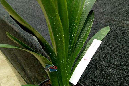 君子兰矫正视频