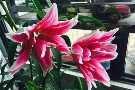 单瓣花和重瓣花的区别