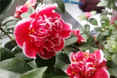 单瓣花和重瓣花的区别