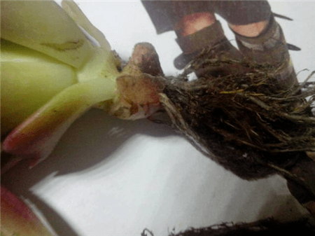 绿萝出现黄叶烂根怎么办