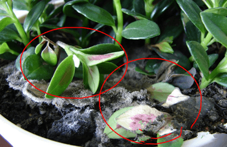 金鱼吊兰叶子稀疏怎么回事