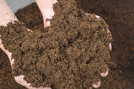 苦瓜种植技术与管理方法