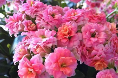 单瓣花和重瓣花的区别