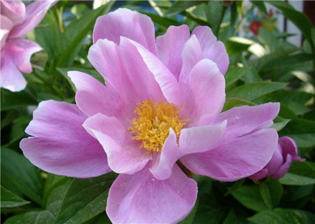 牡丹芍药什么时候开花