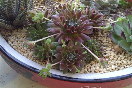 四月的谎言剧情