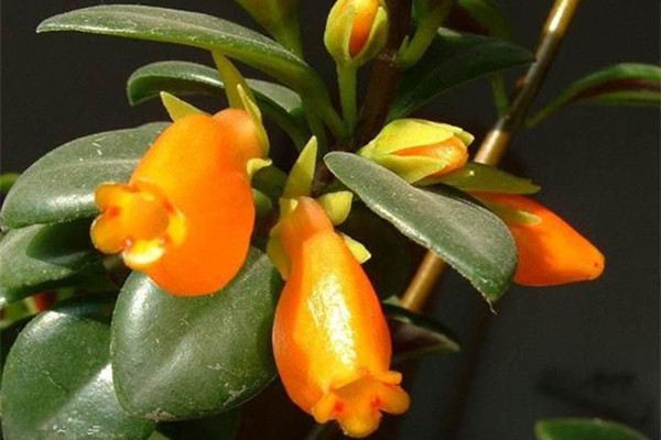 金鱼吊兰叶子长不好怎么办(金鱼吊兰叶子稀疏怎么回事)