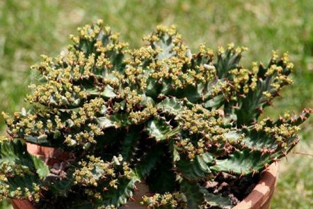 飞龙换盆时间表