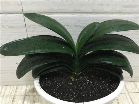 绿萝出现黄叶烂根怎么办