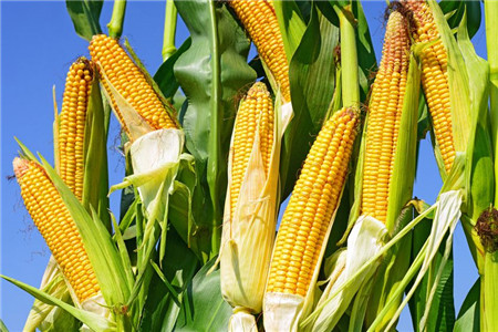 玉竹的功效与作用