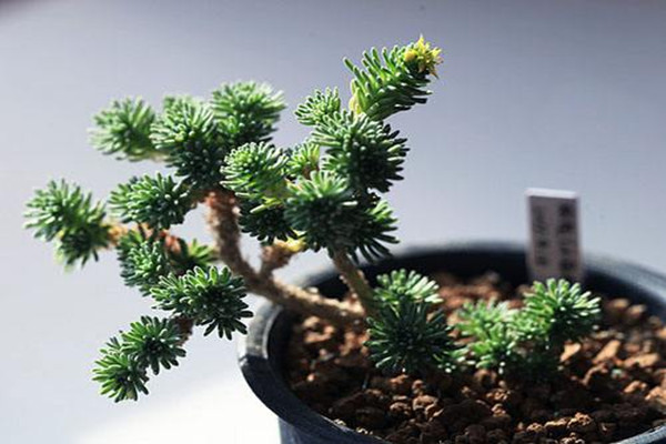 球松适合水培吗球松一般都在春秋两个季节来进行水培(球松可以养多少年)